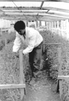 Lavoro nelle serre